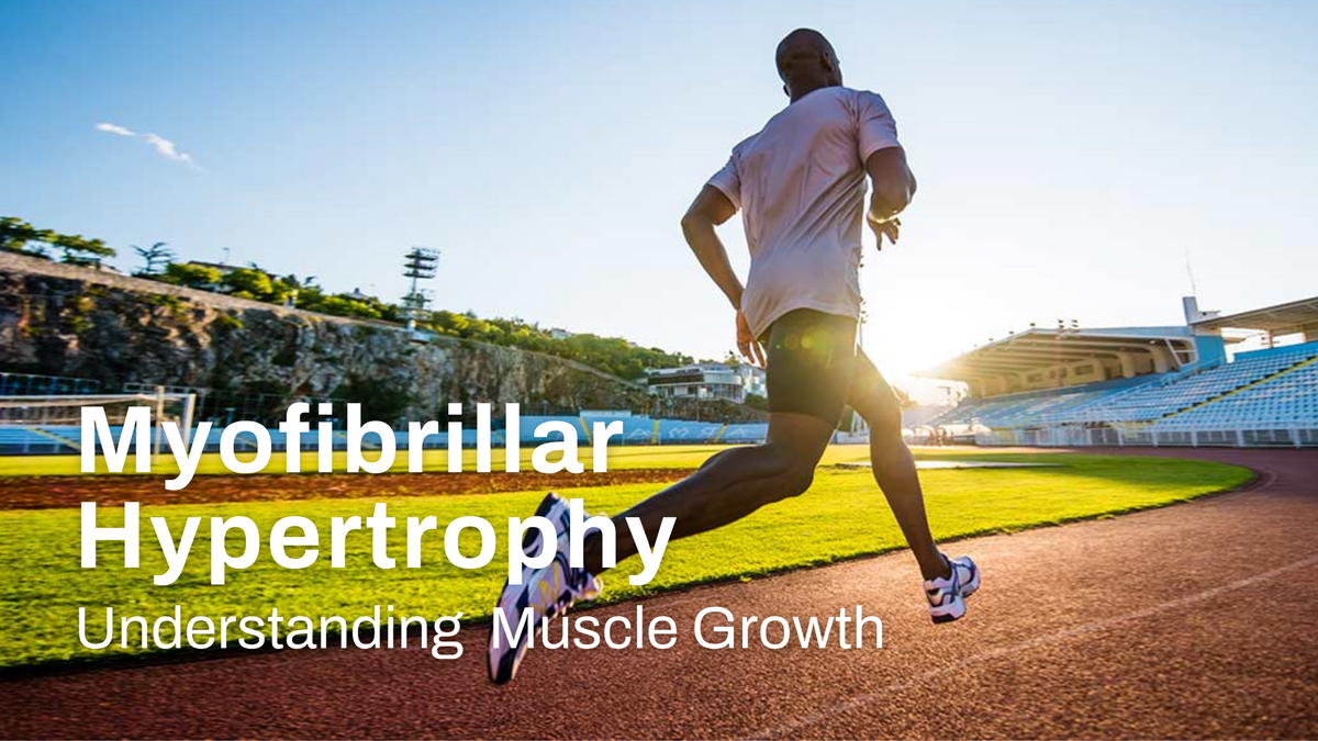 Myofibrillar Hypertrophy: Understanding Growth Through Muscle Fiber En ...